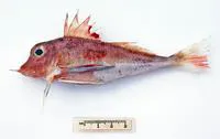 Swordtip gurnard (Lepidotrigla larsoni)