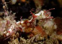 Sydney's pygmy pipehorse (Idiotropiscis lumnitzeri)