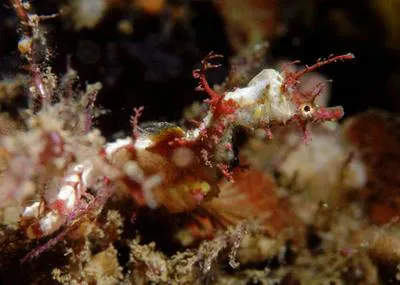 Sydney's pygmy pipehorse (Idiotropiscis lumnitzeri)