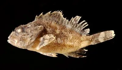 Sydney scorpionfish (Scorpaenopsis insperatus)