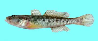 Syrman goby (Ponticola syrman)