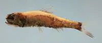 Taaning's lantern fish (Diaphus termophilus)