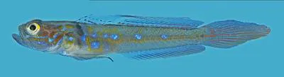 Taboga goby (Microgobius tabogensis)