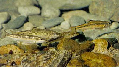 Tachanovsky's gudgeon (Ladislavia taczanowskii)
