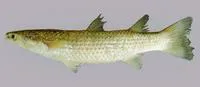 Tade gray mullet (Chelon planiceps)