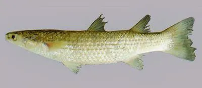 Tade gray mullet (Chelon planiceps)