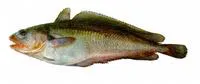 Tadpole codling (Salilota australis)