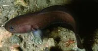 Tadpole fish (Raniceps raninus)