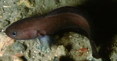 Tadpole fish (Raniceps raninus)