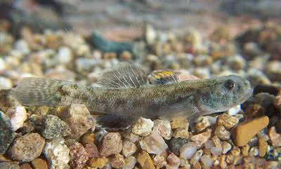 Tadpole goby (Chlamydogobius ranunculus)
