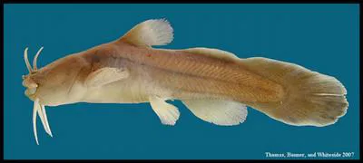 Tadpole madtom (Noturus gyrinus)