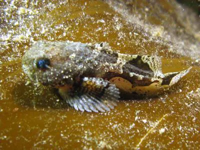 Tadpole sculpin (Psychrolutes paradoxus)