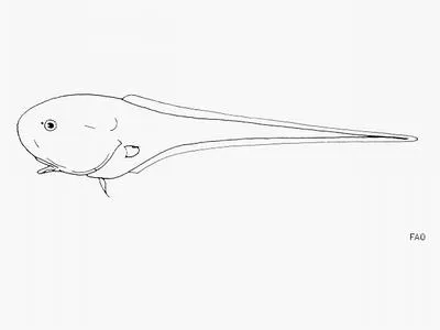 Tadpole whiptail (Squalogadus modificatus)