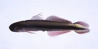 Taeniatus dartfish (Parioglossus taeniatus)