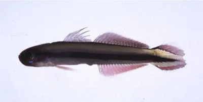 Taeniatus dartfish (Parioglossus taeniatus)