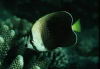 Tahiti butterflyfish (Chaetodon trichrous)