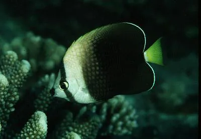 Tahiti butterflyfish (Chaetodon trichrous)