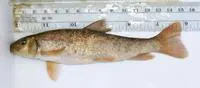 Tahoe sucker (Catostomus tahoensis)