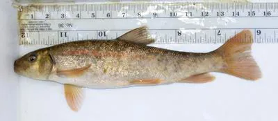 Tahoe sucker (Catostomus tahoensis)