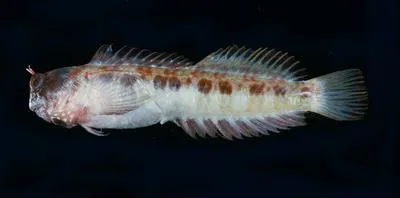 Tail-barred rockskipper (Entomacrodus caudofasciatus)
