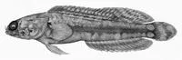 Tail beacon jawfish (Opistognathus dipharus)