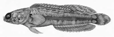 Tail beacon jawfish (Opistognathus dipharus)