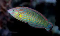 Tail-spot wrasse (Halichoeres melanurus)
