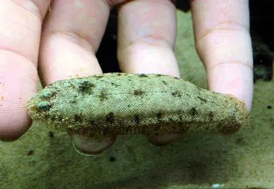 Tailed sole (Leptachirus klunzingeri)