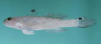 Taileyed goby (Parachaeturichthys polynema)