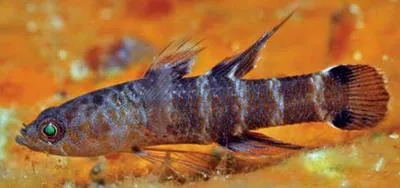 Tailface sleeper (Calumia godeffroyi)