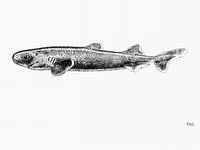 Taillight shark (Euprotomicroides zantedeschia)