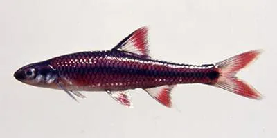Taillight shiner (Notropis maculatus)
