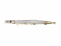 Tailspot barracudina (Stemonosudis elegans)