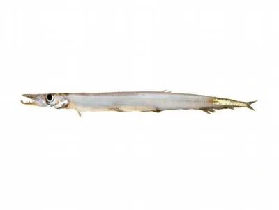 Tailspot barracudina (Stemonosudis elegans)