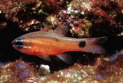 Tailspot cardinalfish (Apogon dovii)