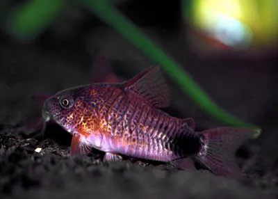 Tailspot corydoras (Corydoras caudimaculatus)