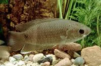 Tailspot ctenopoma (Ctenopoma kingsleyae)