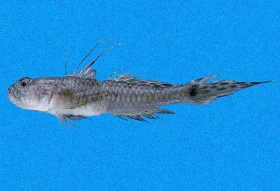 Tailspot goby (Bollmannia stigmatura)