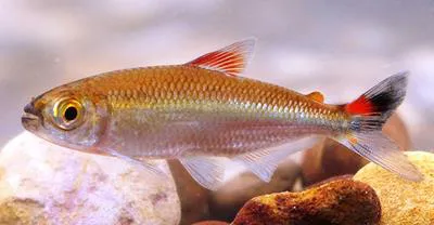 Tailspot tetra (Bryconops caudomaculatus)