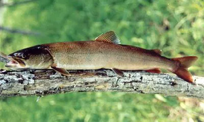 Taimen (Hucho taimen)