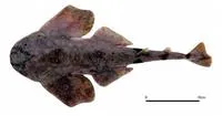 Taiwan angleshark (Squatina formosa)