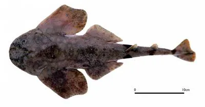 Taiwan angleshark (Squatina formosa)