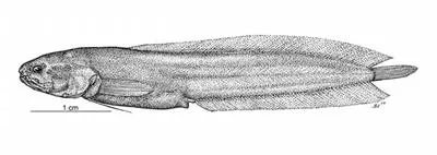 Taiwan coralbrotula (Brotulinella taiwanensis)