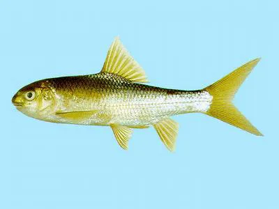 Taiwan ku fish (Onychostoma alticorpus)