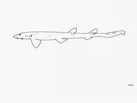 Taiwan saddled carpetshark (Cirrhoscyllium formosanum)
