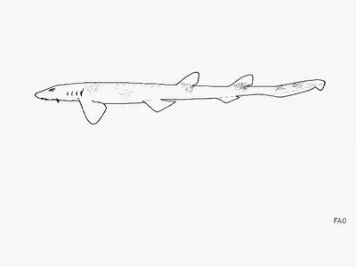 Taiwan saddled carpetshark (Cirrhoscyllium formosanum)