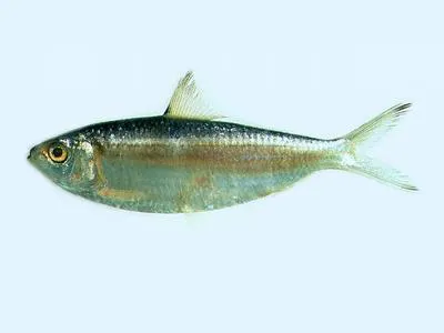 Taiwan sardinella (Sardinella hualiensis)