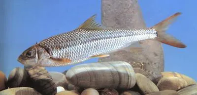 Taiwan shoveljaw carp (Onychostoma barbatulum)