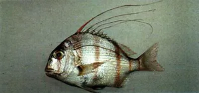 Taiwan tai (Argyrops bleekeri)
