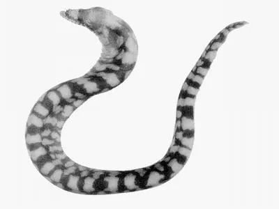 Taiwanese barbel moray (Cirrimaxilla formosa)